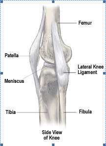 About The Knee Joint